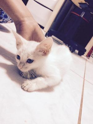 gatito blanca en adopcion