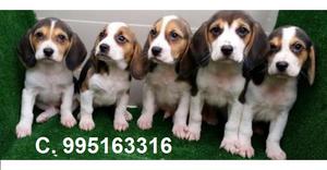 oferto bellos cachorros beagle vacunados