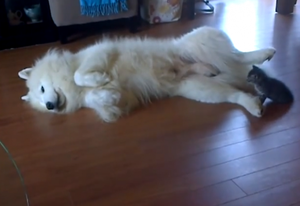 samoyedo de 8 meses