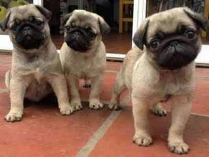 Auténticos Cachorros Pug Macho 950 Soles