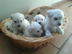 BICHON FRISE TRES CACHORRITOS HERMOSOS