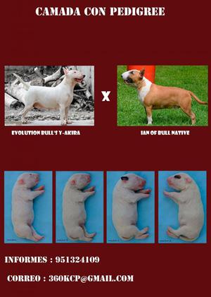 BULL TERRIER INGLES CON PEDIGREE