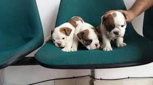 BULLDOG INGLES AMIGABLES MIS CACHORRITOS