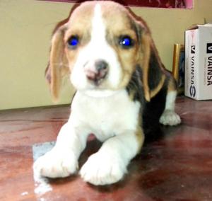 Beagle Cachorro, Raza Pura Pequeña