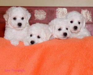 Bichon frise