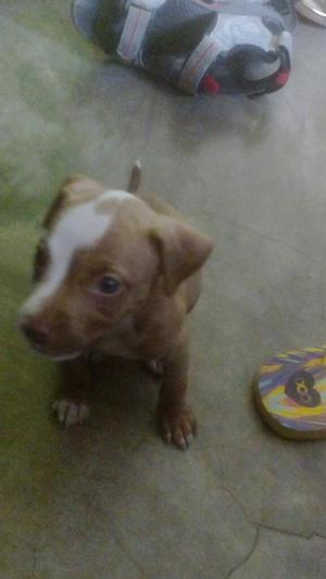 Cachorra Pitbull Rednose