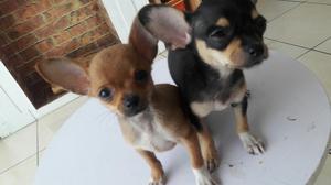 Cachorritos Chihuahuas Hembra Y Macho