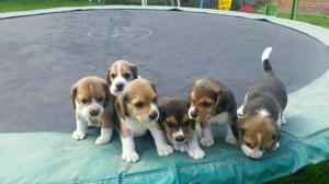 Cachorritos.beagle