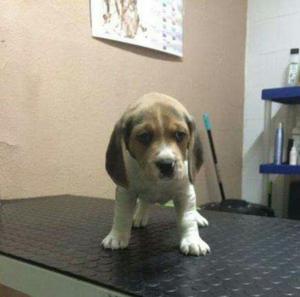 Cachorro Beagle