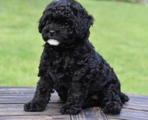 Cachorro French Poodle Negro Henbra