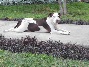 Cachorros American Stanford