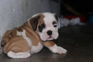 Cachorros Bulldog Ingles