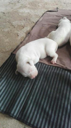 Cachorros Dogo Argentino