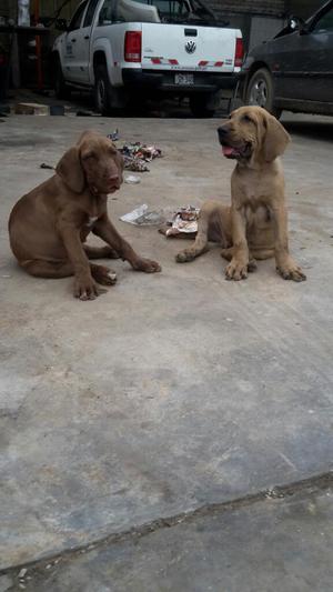 Cachorros Fila Brasileros