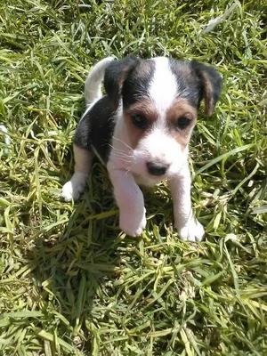 Cachorros Foxterrier