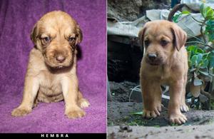 Cachorros Labrador 2 Meses Vacunados