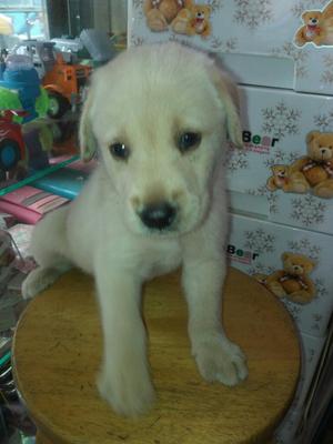 Cachorros Labradores en Vta