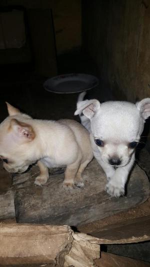Chihuahua Bebes