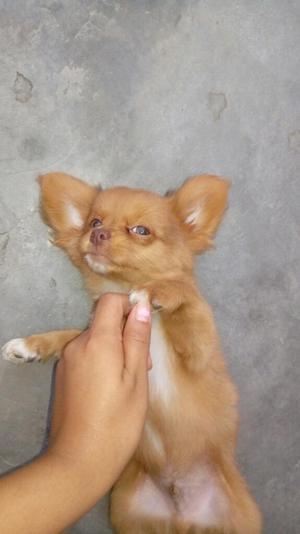 Chihuahua Toy Pelo Largo Caramelo