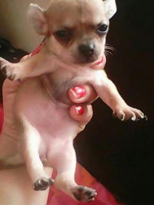 Chihuahua en Venta