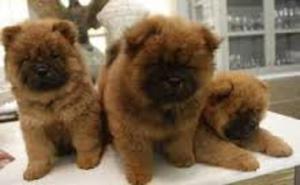 Chow Chow Superpeluchones