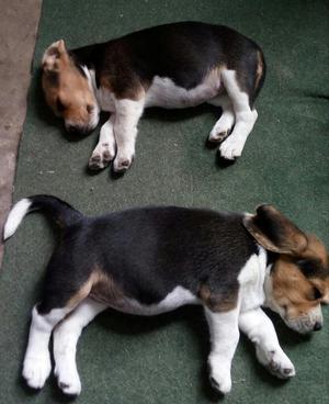 Dos Ultimas Cachorras Beagles en Venta