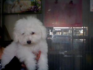 EXELENTES CACHORROS BICHON FRISES PELUDISIMOS PAREJA