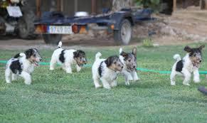 Fox Terrier