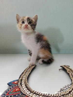 Gatita en adopción