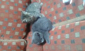 Gatos en Adopcion