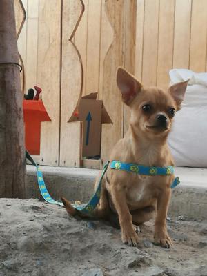 Hermoso Cachorro Chihuahua