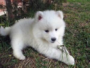 Hermoso cachorrito samoyedo