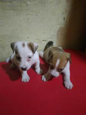 Jack Russell Hermosos Cachorritos