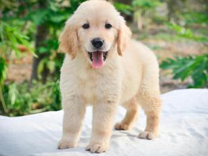 ✔ Lindo Cachorro Golden Retriever ✔ Vacunado con