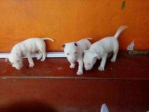 Lindos Bull Terrier a La Venta