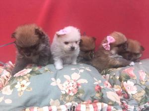 POMERANIA MIS CACHORRITOS LINDOS OFRESCO