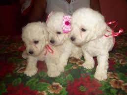 POODLE TOY DE RAZA CACHORRO