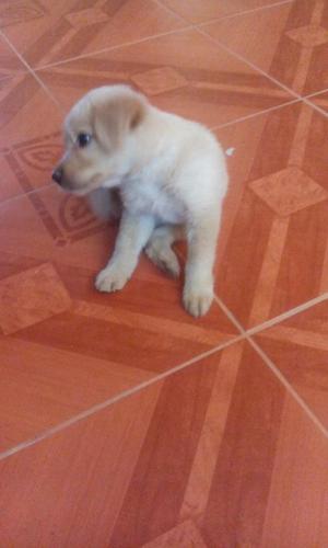 Perro Golden Retriever