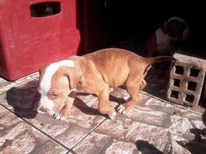 Pitbull Macho Cachorro