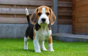 Quiero Adoptar Un Cachorro Beagle