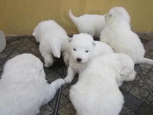 SAMOYEDO DE BUEN PELALE SUPER AMIGABLES