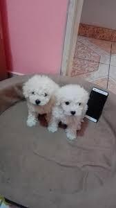 SUPER LINDOS BICHON FRISE