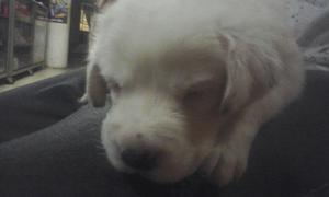 Se Vende Cachorro