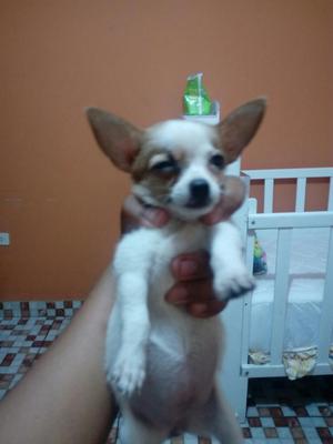 Se Vende Chihuahua Toy Hembra de 2 Meses