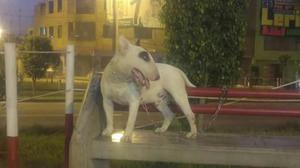 Servicio D Monta Bull Terrier