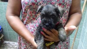 VENDO CACHORROS DE RAZA SCHNAUZERT