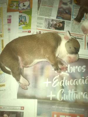 VENDO CACHORROS PITBUL