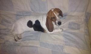 Vendo. Basset Hound Hembra