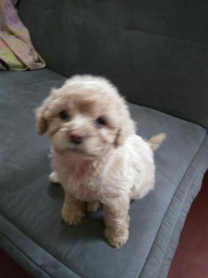 Vendo Cachorros Poodle