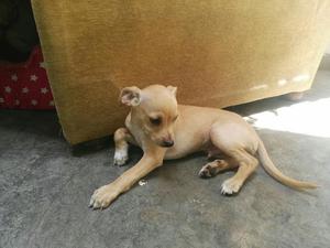 Vendo Chihuahua